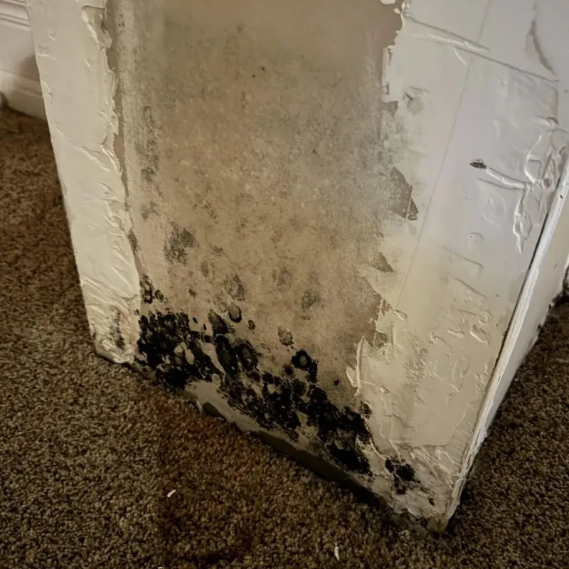 Professional Mold Removal in Courtland, VA